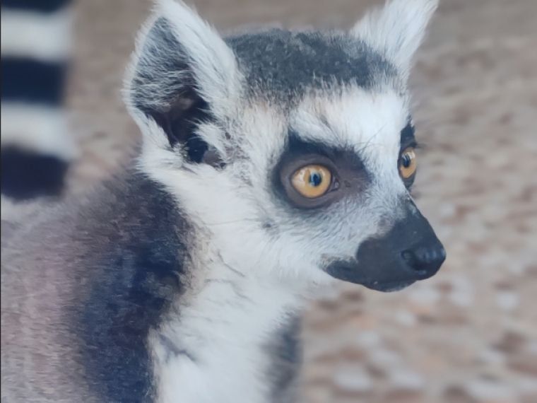 В Большереченском зоопарке у лемура появилась подруга
