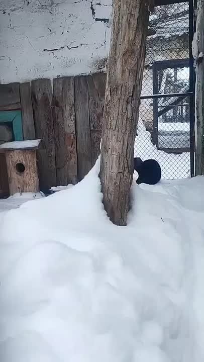 В Большереческом зоопарке показали променад соболя Муси