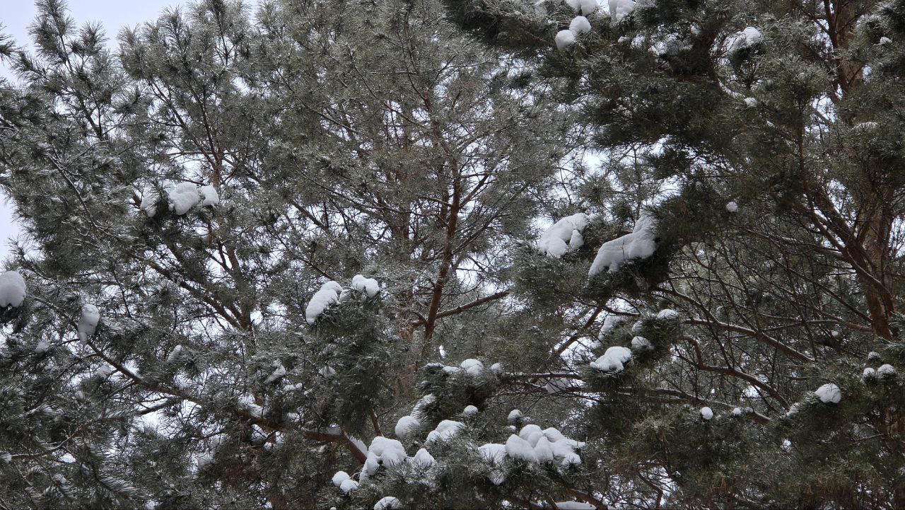 В День катания на санках многие омичи отправились в Красноярку В День катания на санках многие омичи отправились в Красноярку