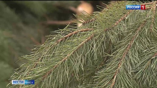 Собрали несколько советов, чтобы ёлка подольше радовала вас в праздники