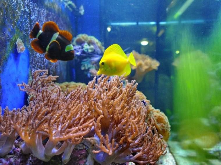 Омичей приглашают в акванариум «Наутилус»