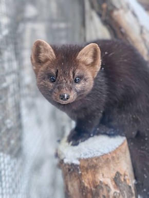 В Большереченском зоопарке показали как соболь Муся выходит на утренний променад