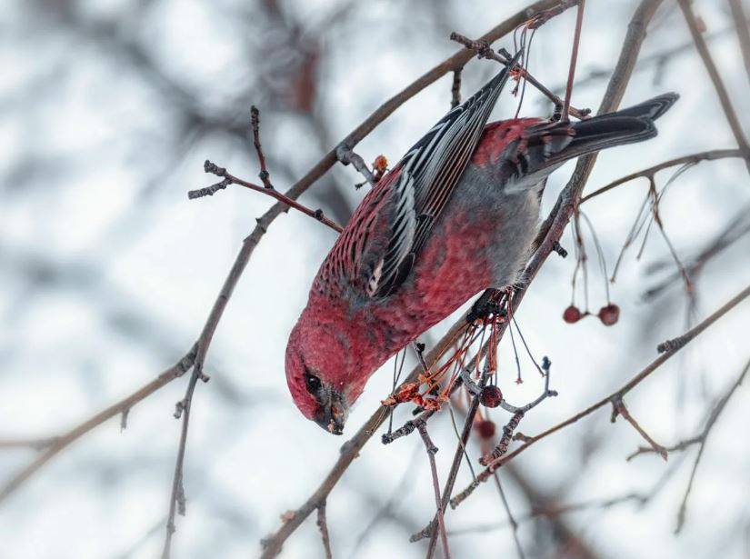 Редких «финских попугаев» заметили в омском дендросаду