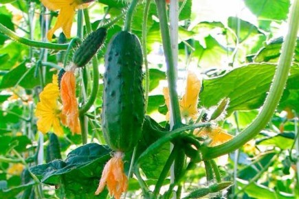 ������ ������: �������� �� ������ �������