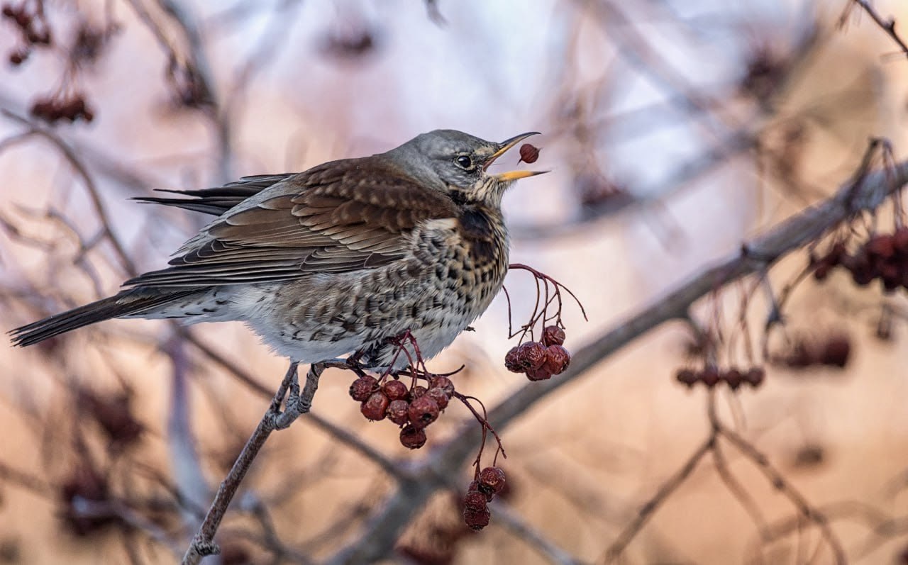 В омском дендросаду им. Гёнзе можно встретить редких птиц В омском дендросаду им. Гёнзе можно встретить редких птиц