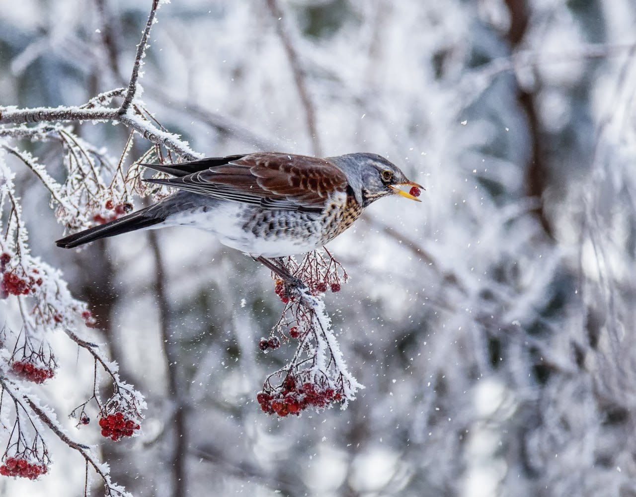 В омском дендросаду им. Гёнзе можно встретить редких птиц