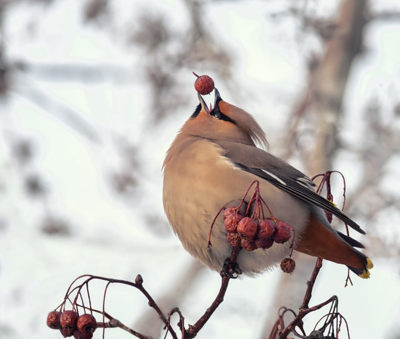 В омском дендросаду им. Гёнзе можно встретить редких птиц В омском дендросаду им. Гёнзе можно встретить редких птиц