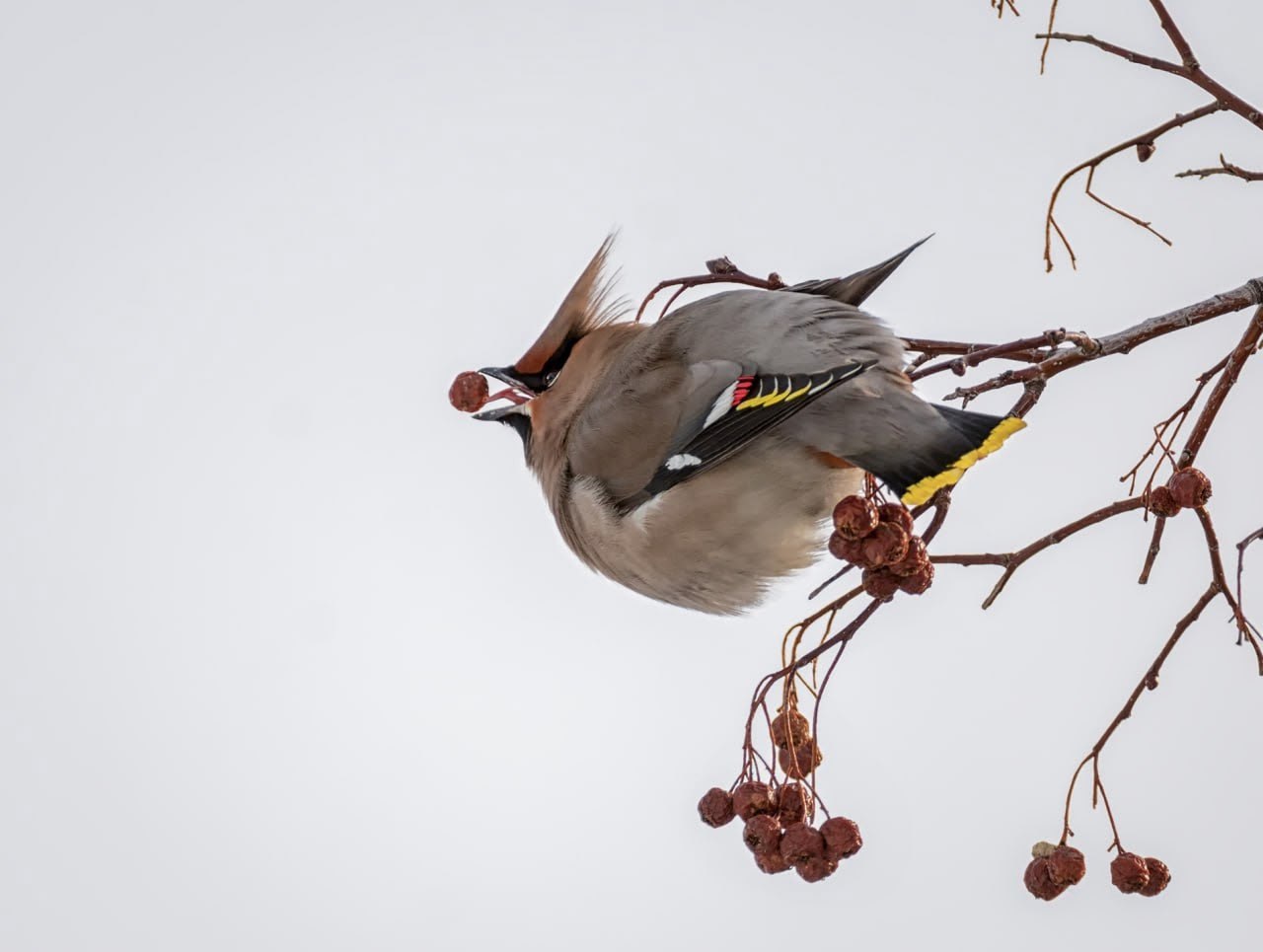 В омском дендросаду им. Гёнзе можно встретить редких птиц В омском дендросаду им. Гёнзе можно встретить редких птиц