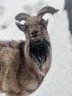 Знакомьтесь – винторогий красавец из Большереченского зоопарка