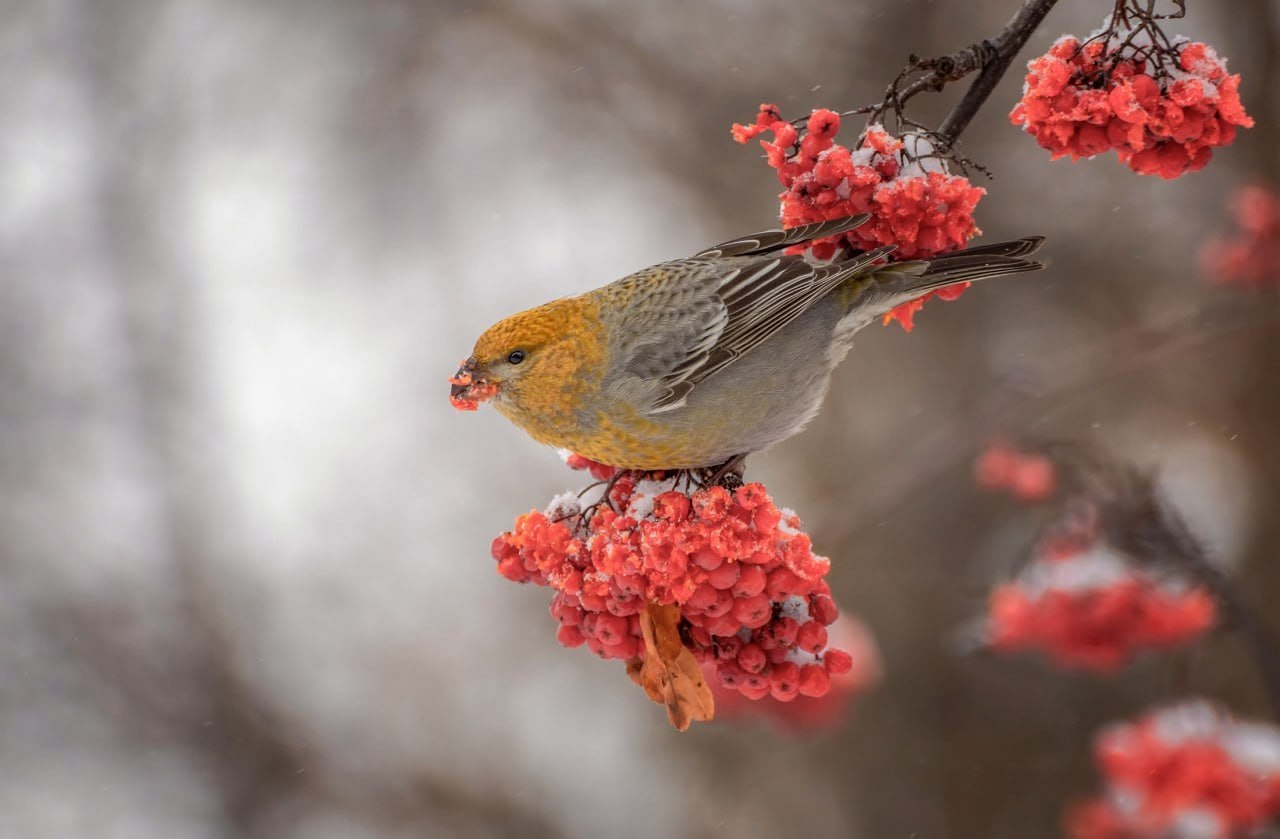 В омском дендросаду им. Гензе поселились финские попугаи