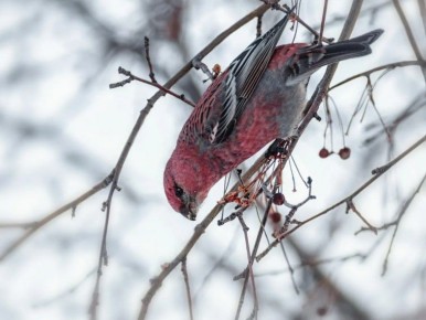 � ������ ���������� �������� ������ �������� ��������