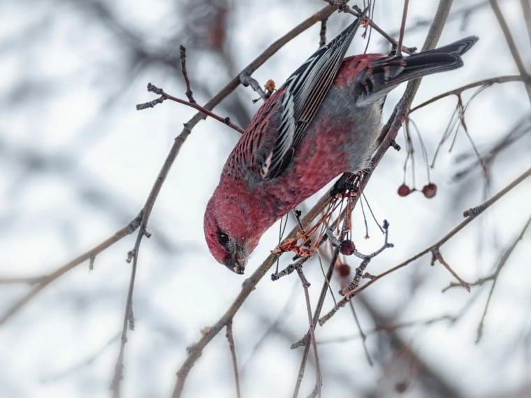 В омском дендросаду заметили редких «финских попугаев»