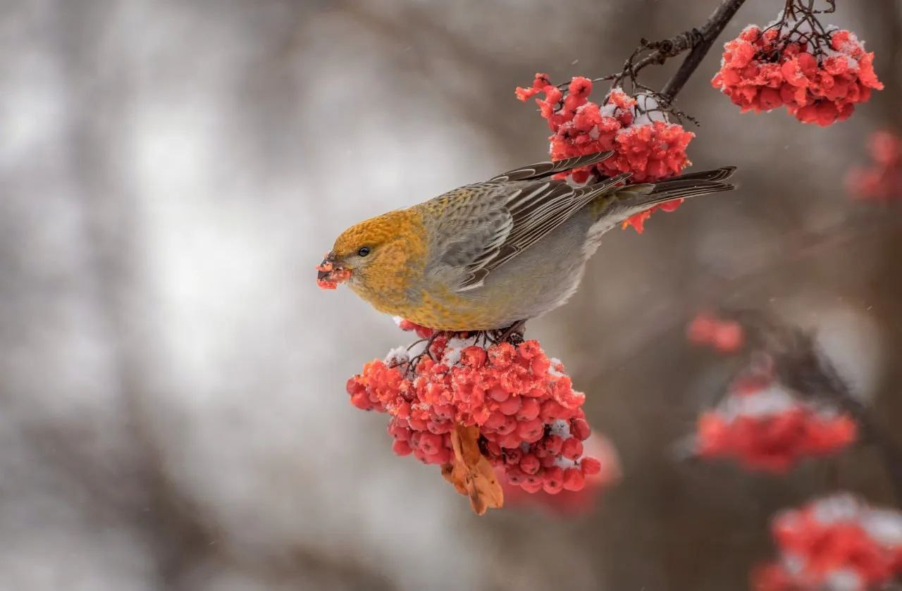 В Омске в Дендросад имени Г.И. Гензе прилетели «финские попугаи» В Омске в Дендросад имени Г.И. Гензе прилетели «финские попугаи»