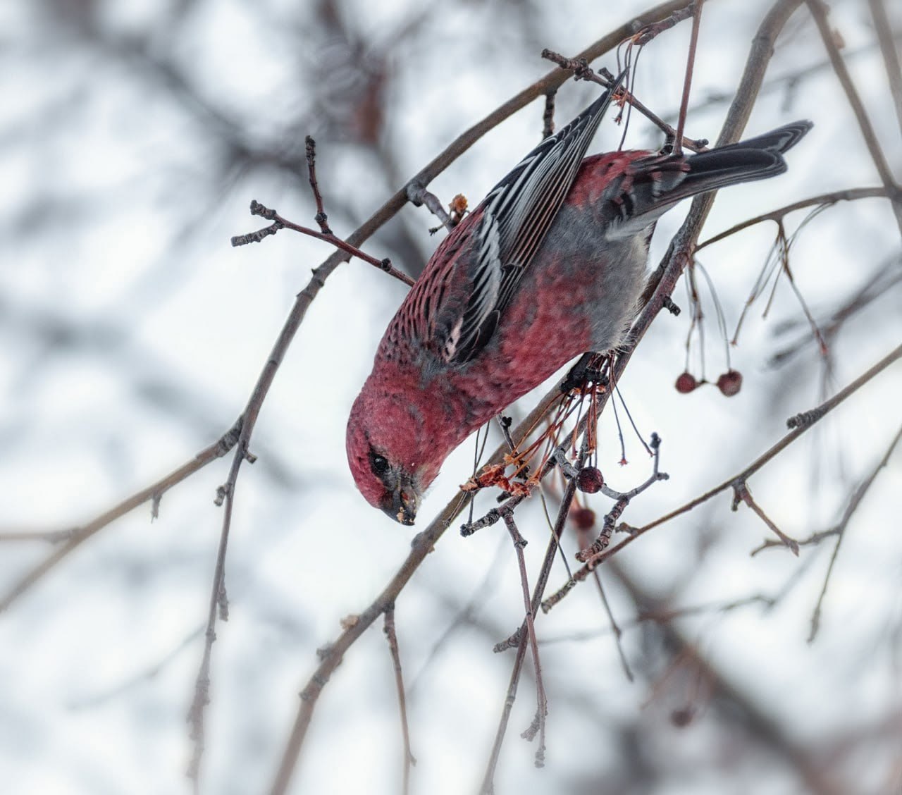 В омском дендросаду им. Гензе поселились финские попугаи В омском дендросаду им. Гензе поселились финские попугаи