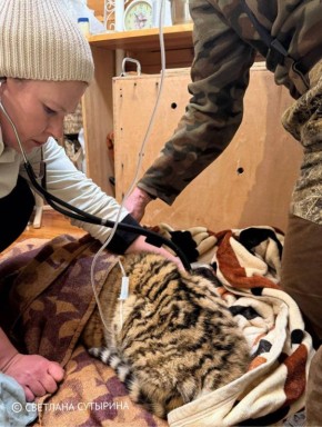 Двух тигрят спасли от смерти в Приморском крае