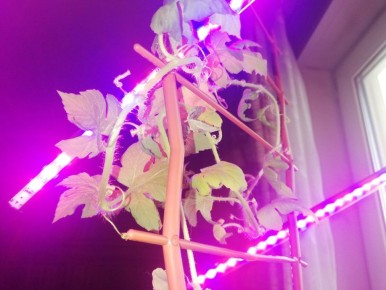 Африканские Кедростисы: первые шаги к росту и процветанию