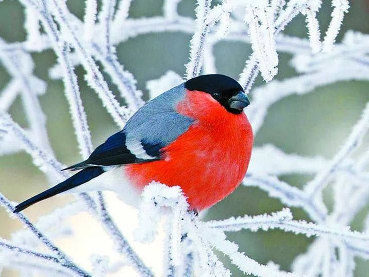 ������ ����, �����!. 9 ������ - ���� �������