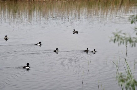 ��������� ���������� �������