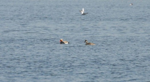 ������ ����, �����!. ������� ���������� ���� ������������ � ������������ ������