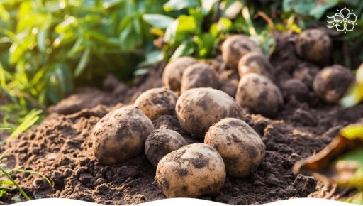 ������� �������� ������� ���������: ������������ ���������