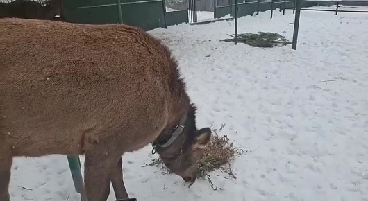 � ������ �������� ������������ ����� ������ � ����������