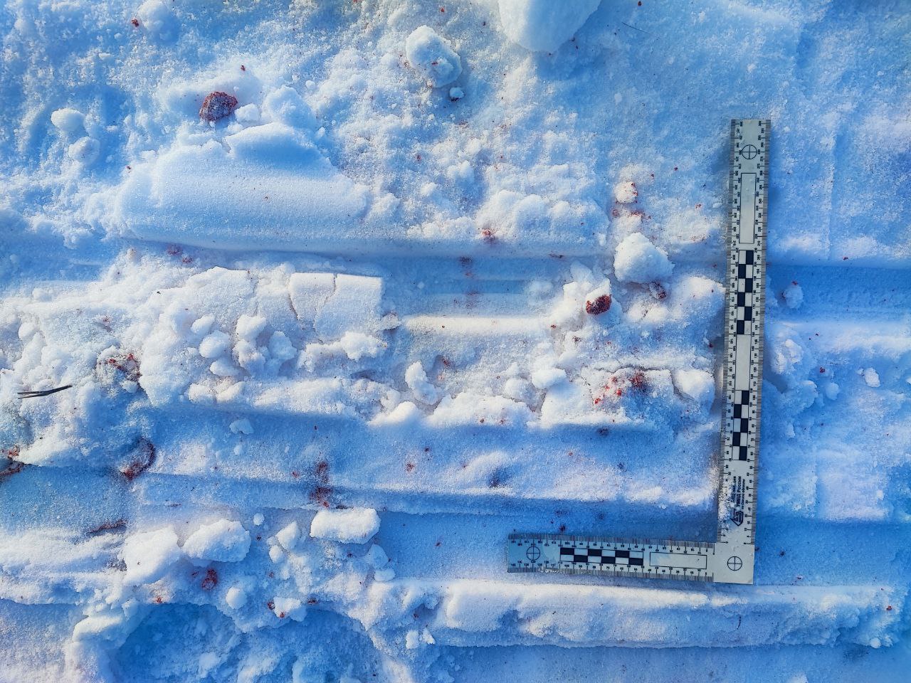 В ОМВД России по Крутинскому району обратился охотинспектор и сообщил, что в километре от д. Салтаим обнаружил место забоя, предположительно, дикого животного В ОМВД России по Крутинскому району обратился охотинспектор и сообщил, что в километре от д. Салтаим обнаружил место забоя, предположительно, дикого животного