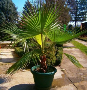 �����������: ��� ��������� �� ����������� �������� � �������� ��������