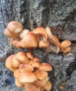 ������� ��������� ����������� ������� ������: ��� �� ����� � ��������� ������