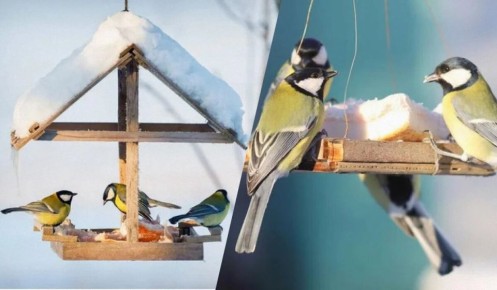 ��� ��������� ������� ���� �����: ��� ����� �����