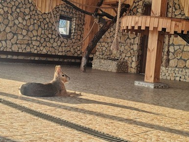 ����������� � ����������� ����, ��� ���������