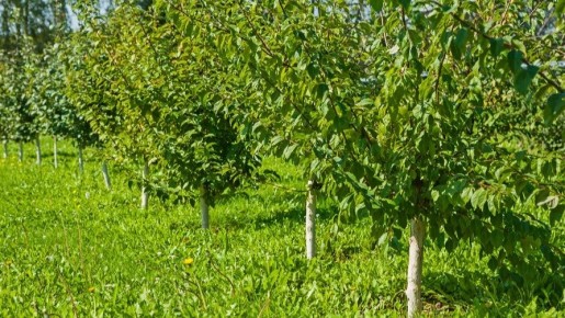 ��� ����� �� �������� ������� ����: ����������� ������ �� ������������ �������������