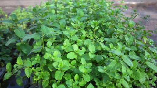 ������� ������� ����������: ��������, ������� �������� ������� ��� ���