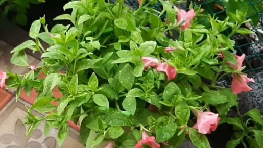 ��� ������� ������� ��������� �����������: ������� �������� �������