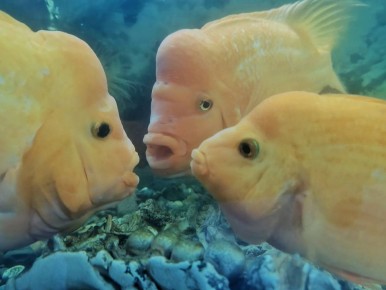 ��������������� ������� ��������� �������, ��� �������� ��������� ������� ����������� ����������