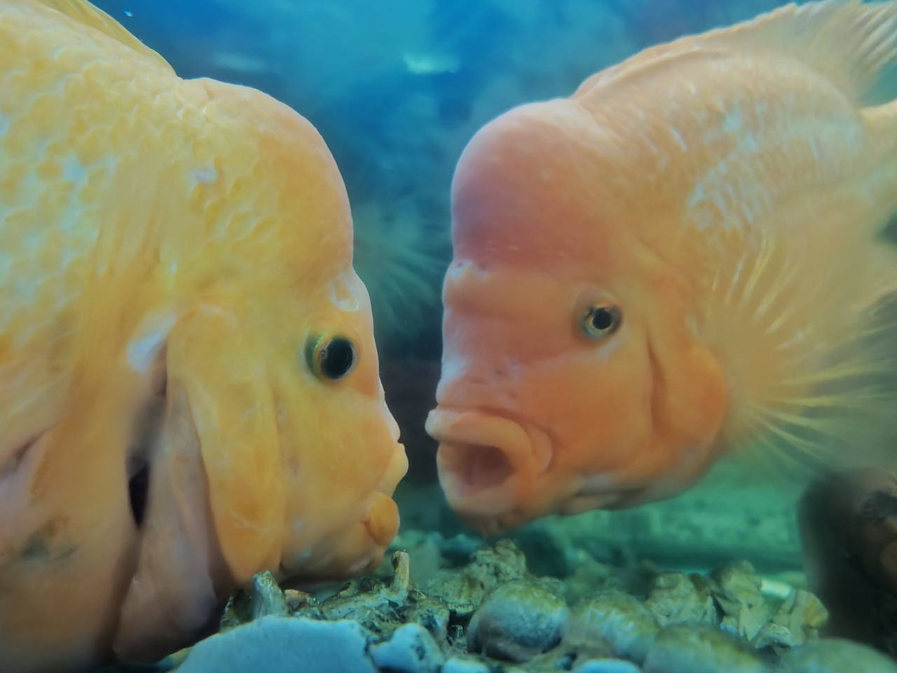 Большереченский зоопарк поделился кадрами, где губастые цихлазомы провели агрессивное «совещание» Большереченский зоопарк поделился кадрами, где губастые цихлазомы провели агрессивное «совещание»