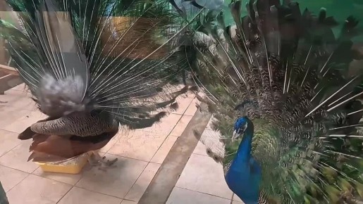 В Омском зоопарке начался сезон ухаживаний у павлинов