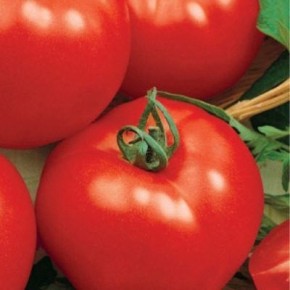 ����� �������: ����������� ����� ��� �������� ���������