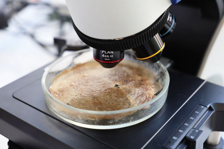 Омские учёные создали сверхдешёвый заменитель кожи из чайного гриба