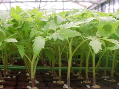 ������ ������� ������� �������� � ��������� � ��� �������� ������