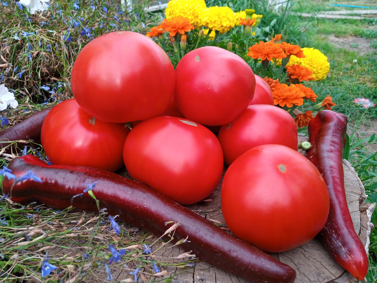 Пересорт овощей: неожиданные сюрпризы на грядках