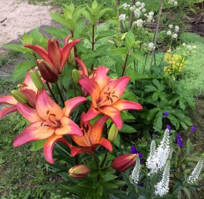 Лилии в вашем саду: как их вырастить и ухаживать за ними