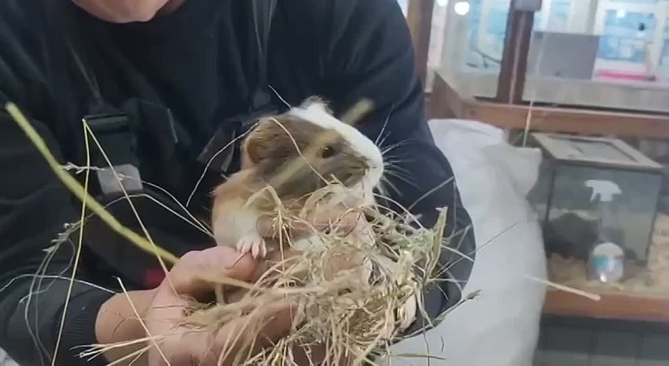 Утренний завтрак морских свинок — в Большереченском зоопарке показали обитателей аквариуматеррариума