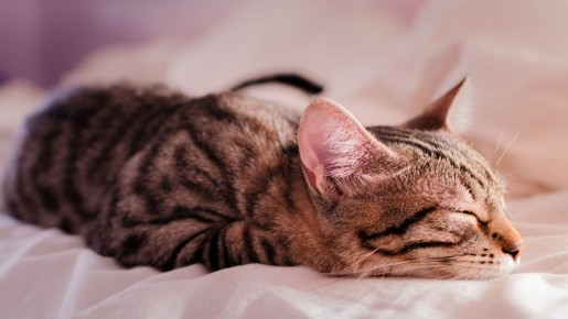 � ����������� ���������� �� ������� ��������: ��� ��� �������� ��������