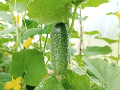 ��� ����������� ������ ��� ������ ��� �������� ������