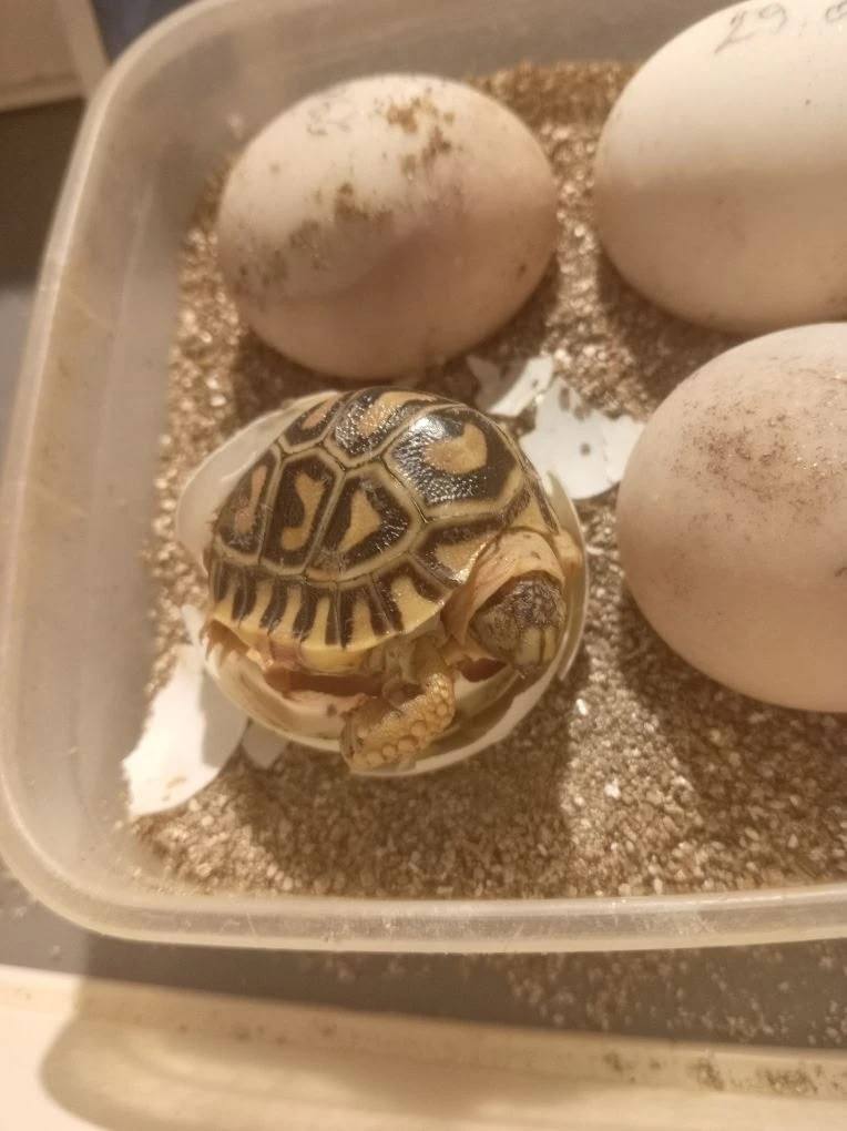 Пополнение в Омском зоопарке — родилась пантеровая черепашка! Пополнение в Омском зоопарке — родилась пантеровая черепашка!