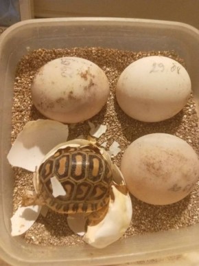 Пополнение в Омском зоопарке — родилась пантеровая черепашка!