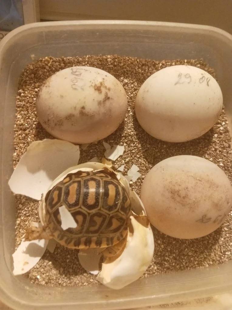 Пополнение в Омском зоопарке — родилась пантеровая черепашка!