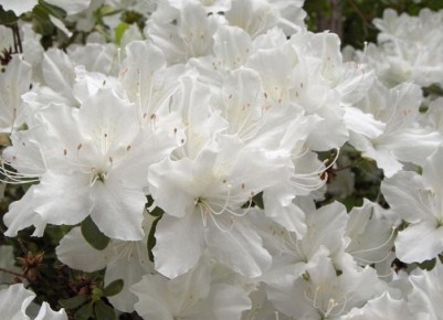 ��� ��������� �� ���������� �����: ������� �������� ���������