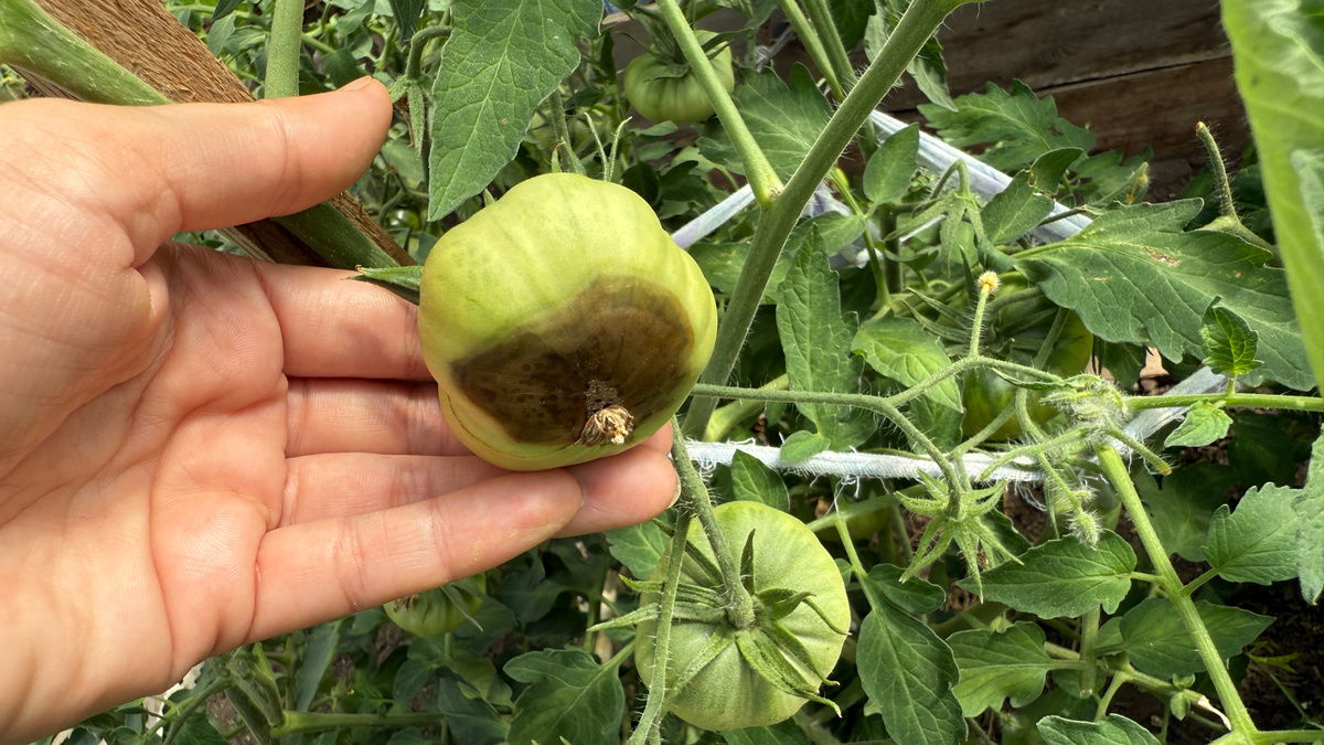 Секреты оживления томатов: как вернуть растениям здоровье с помощью натурального раствора