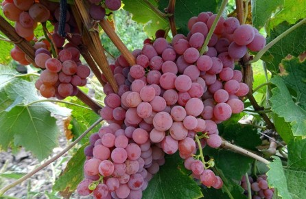 Виноград для тёщи: выбираем лучшие бессемянные сорта